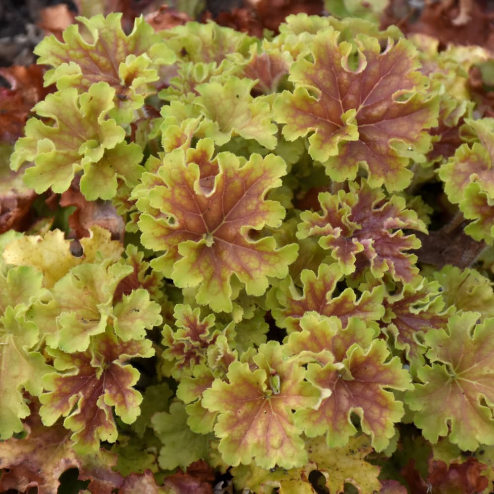 Heuchera Apple Twist