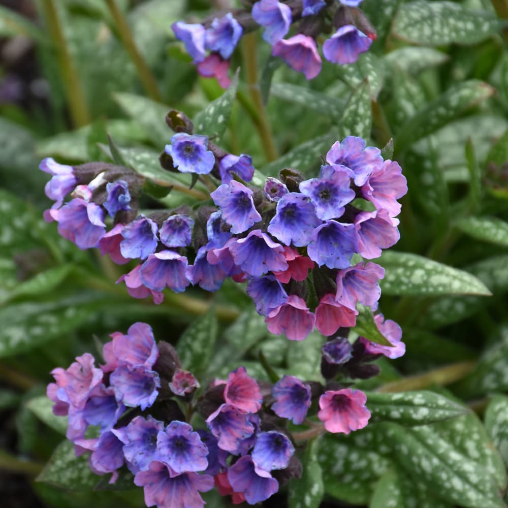 NetPS Plant Finder (www.netpsplantfinder.com)
