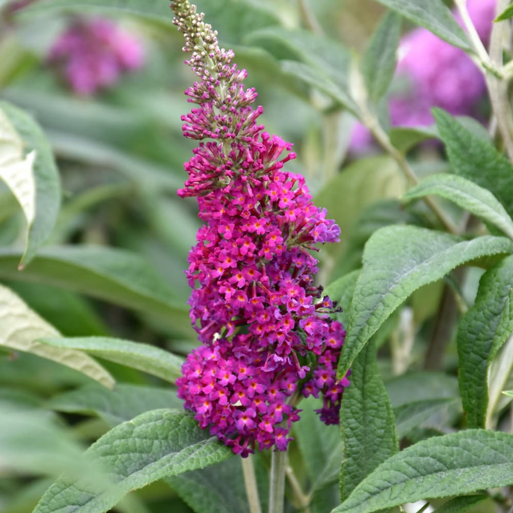 NetPS Plant Finder (www.netpsplantfinder.com)