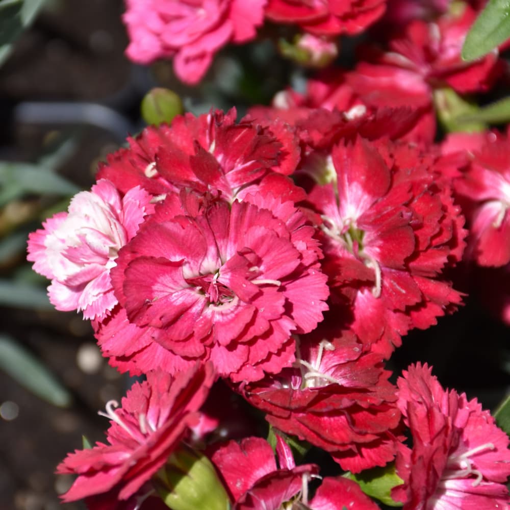NetPS Plant Finder (www.netpsplantfinder.com)