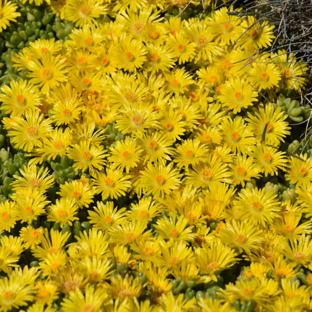 NetPS Plant Finder (www.netpsplantfinder.com)
