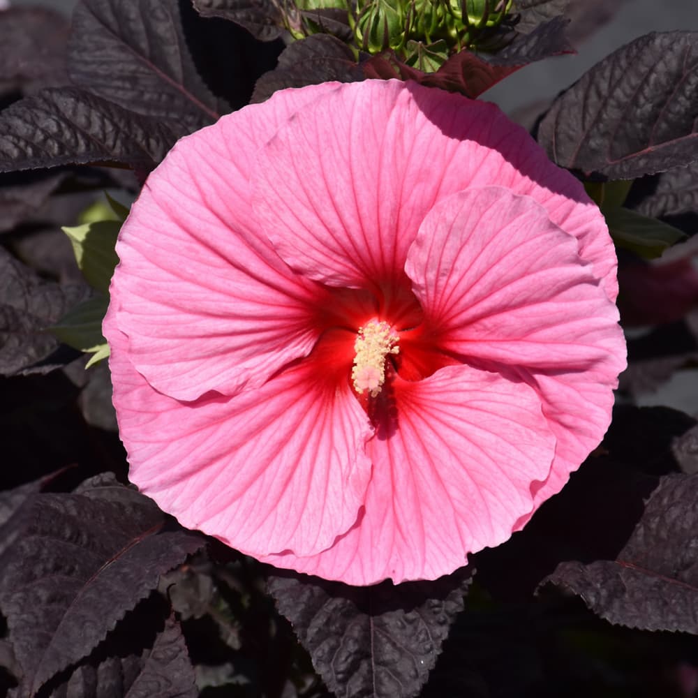 NetPS Plant Finder (www.netpsplantfinder.com)