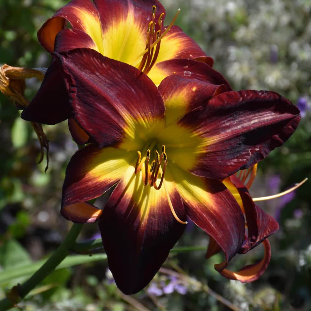 NetPS Plant Finder (www.netpsplantfinder.com)