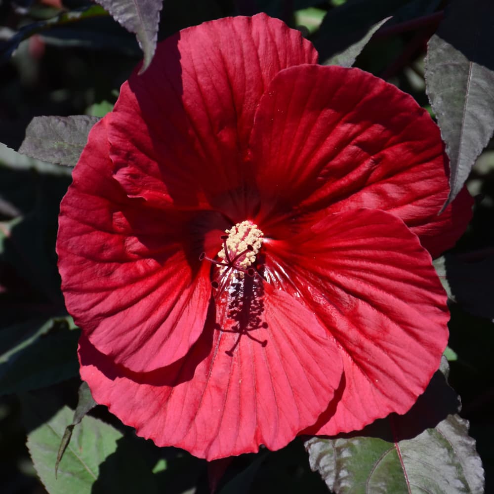 NetPS Plant Finder (www.netpsplantfinder.com)