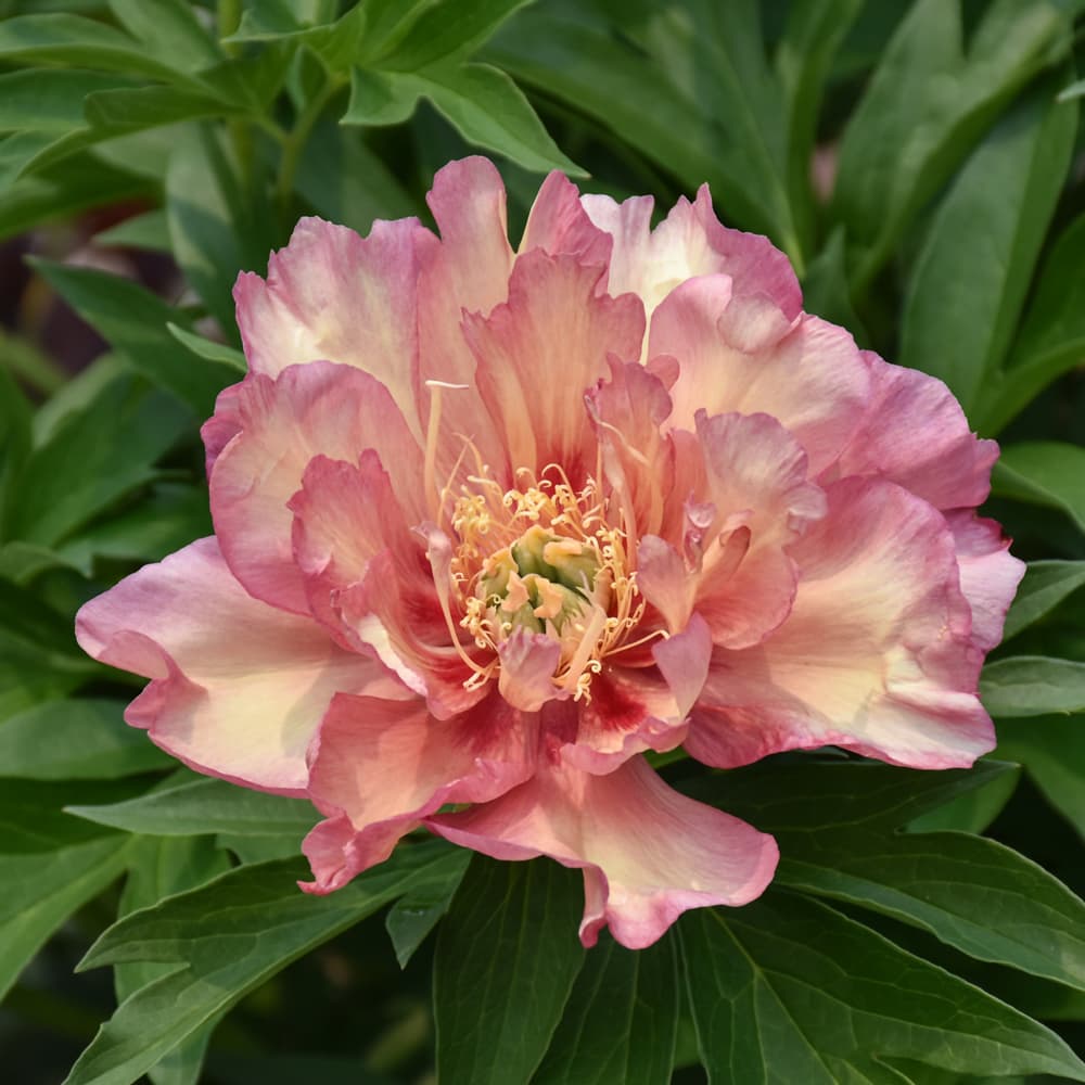 NetPS Plant Finder (www.netpsplantfinder.com)