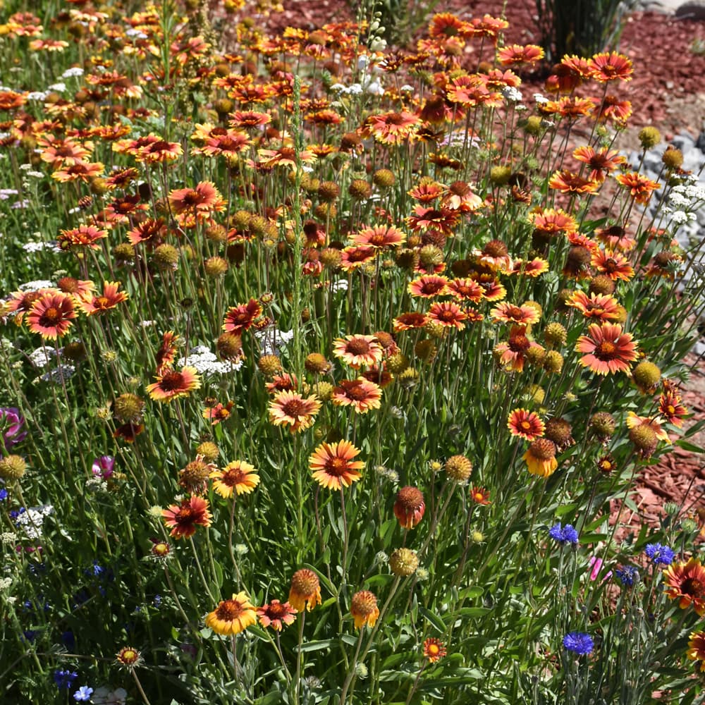 NetPS Plant Finder (www.netpsplantfinder.com)