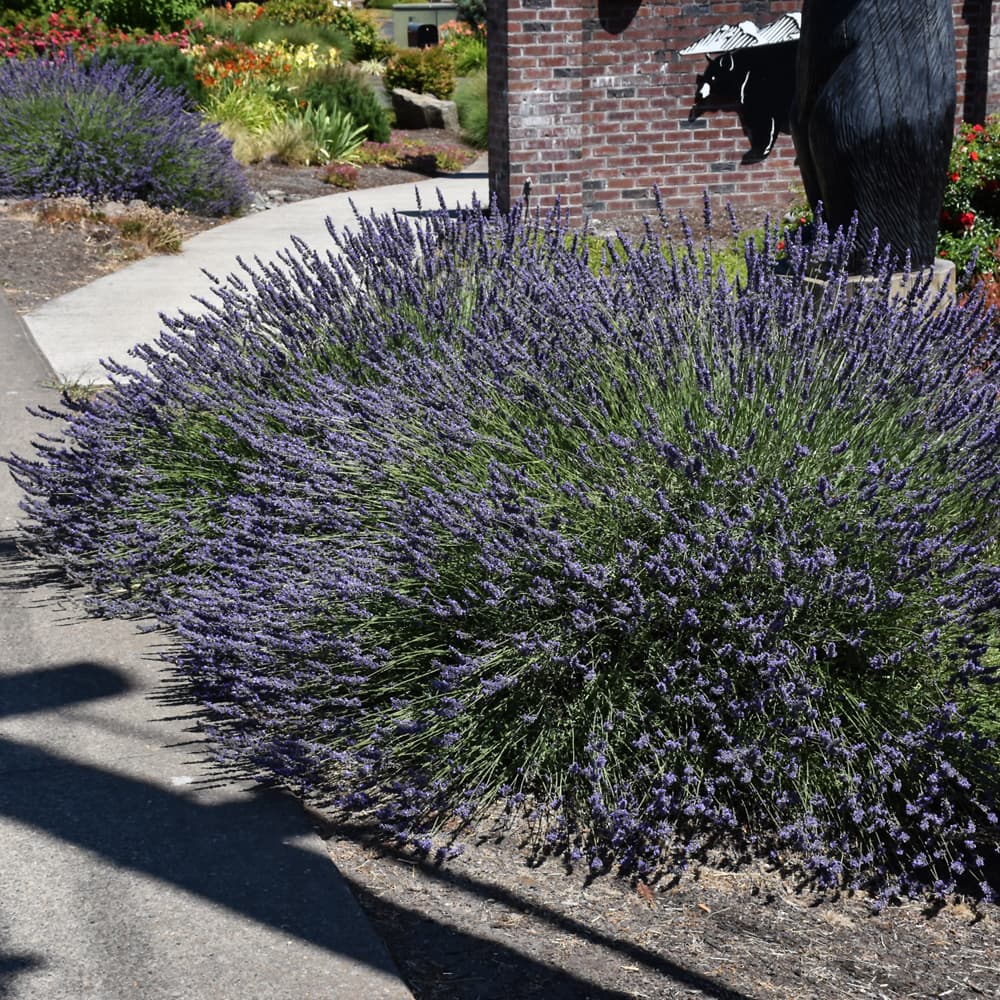 Lavender Phenomenal