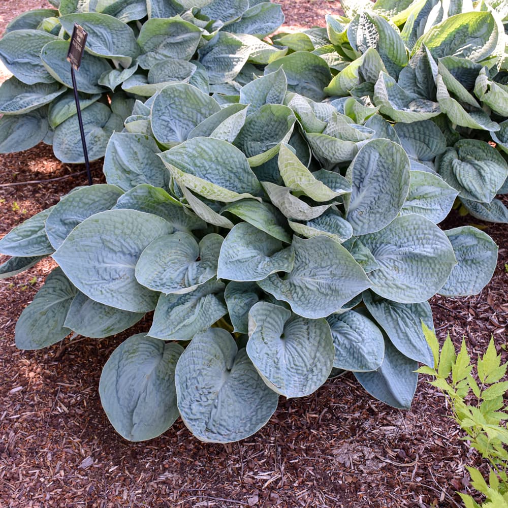NetPS Plant Finder (www.netpsplantfinder.com)