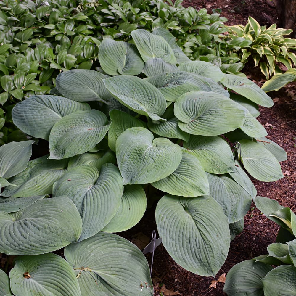 Hosta Blue Angel