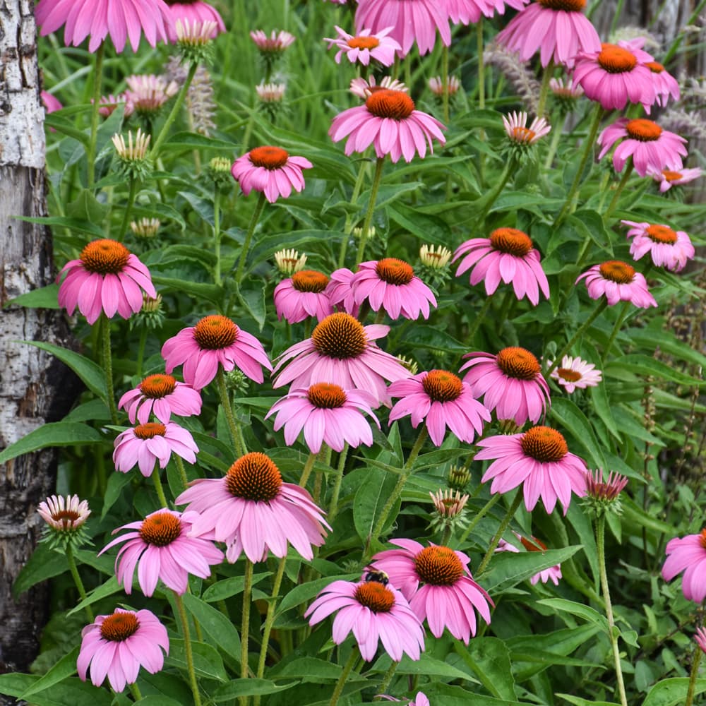 Echinacea Pow Wow Wildberry