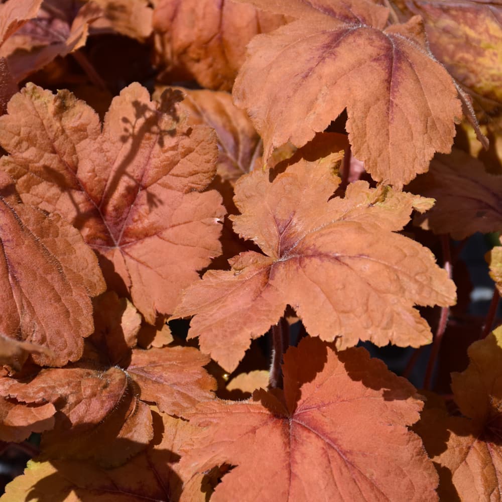 Heucherella Pumpkin Spice