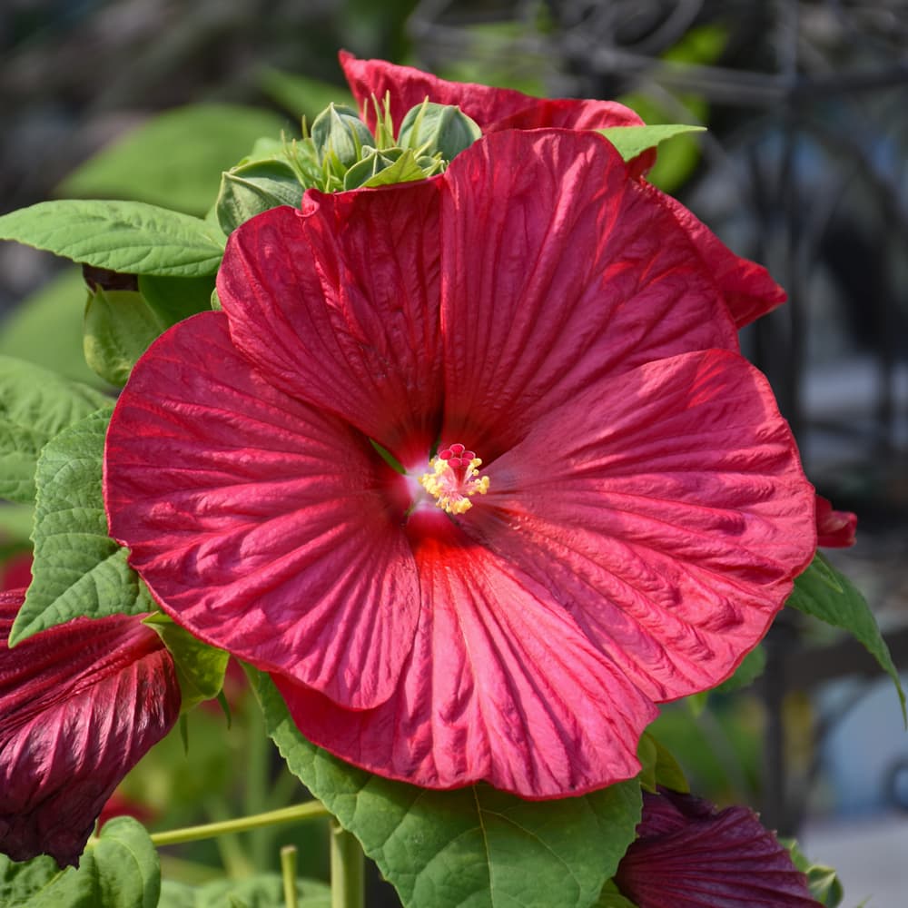 NetPS Plant Finder (www.netpsplantfinder.com)